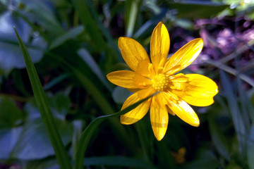 Yellow flower close-up on a bright sunny afternoon