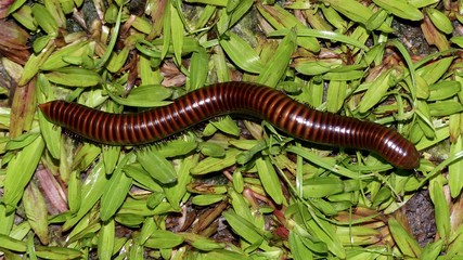 Tausendfüssler, Hundertfüssler im Gras