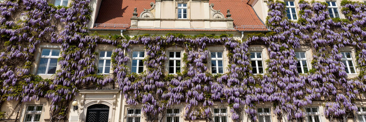 Fototapeta na wymiar Wisteria in flower against old stone building with windows