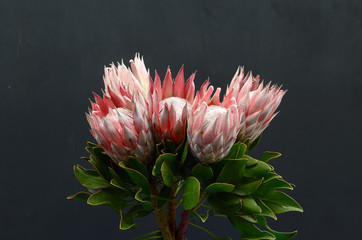 Red protea flower on black background