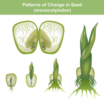 Monocotyledon of seed. Education info graphic.