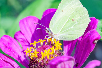 Zinnia flower blossom with cabbage butterfly close-up