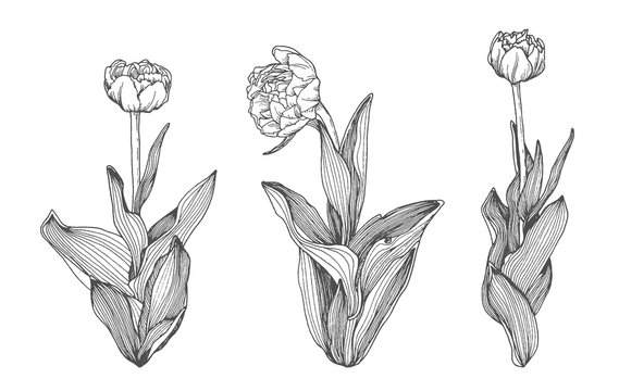 Spring tulip flower hatching set, black hand drawn monochrome etching botanical draft sketch isolated on white background. Vintage vector line art illustration.