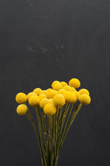 Yellowe craspedia flower for background