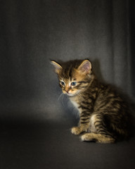 kittens on the black studio background