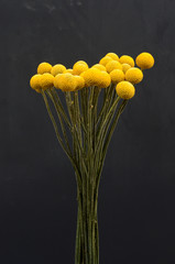 Yellowe craspedia flower for background