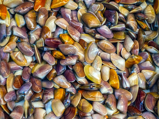 beautiful multicolored shells background texture