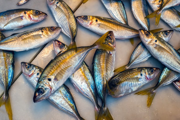 fresh fish on ice at the market