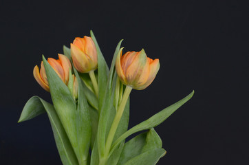 Orange tulip flower for background