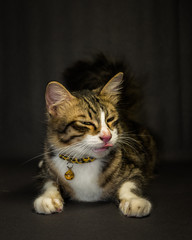 Kittens on the black studio background