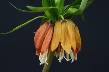 Orang fritillaria flower on black background