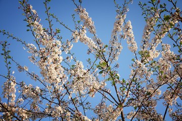 Japanese cherry blossoms
