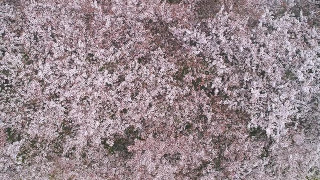 桜・4K