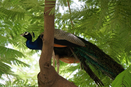 Peacock