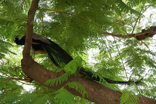 Peacock