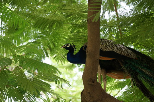 Peacock