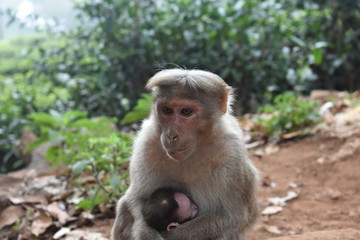 Naklejka na ściany i meble motherly love, monkeys in india