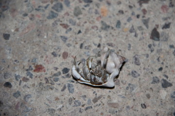 Crab. My house is always with me