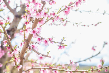 Blossoming peach trees in Aitona,  Catalonia, Spain