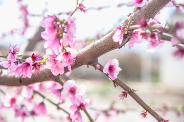 Blossoming peach trees in Aitona,  Catalonia, Spain