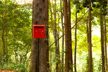 Red letterbox in green pine forest
