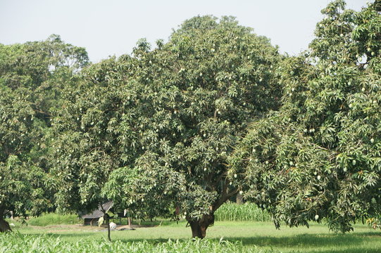 Mango