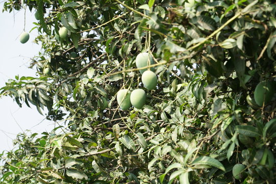 Mango