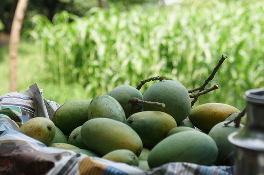 Mango