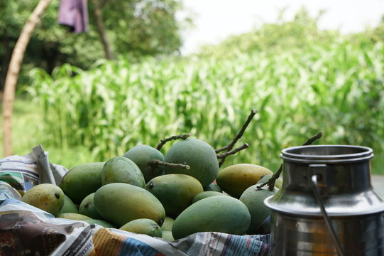 Mango