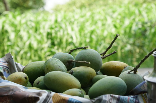 Mango