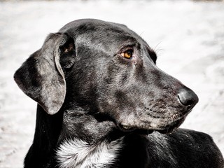 Black labrador