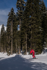 A skier rides a coniferous forest against the backdrop of the mountains.