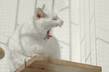 Ziewający biały kot siedzący na drapaku na balkonie w słoneczny dzień