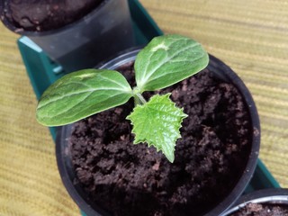 Young cucumber plants growing in pot.