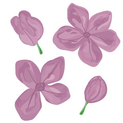 Obraz na płótnie Canvas Set of hand drawn lilac buds. Isolated. Pastel colors. Four elements.