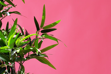 pink neon. Green leaves on a pink background