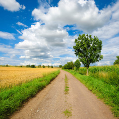 Fototapeta na wymiar Agricultural Landscape in Summer, Dirt Road through Fields of Wheat and Maize