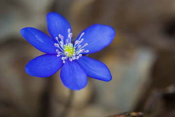 Blue hepatica flower