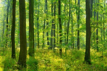 Foto op Plexiglas Zonnig natuurlijk bos van eikenbomen © AVTG