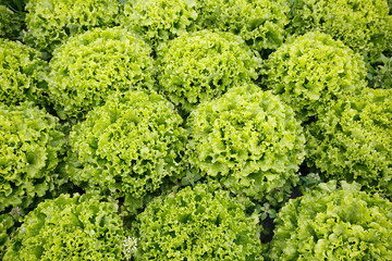 Picture perfect field filled with lettuce heads. Agriculture industry, fresh produce, mass production and commercial trade concept and textured background. 