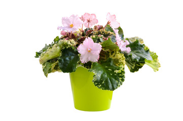 House plant Saintpaulia (African violet) with light pink flowers in bright lime green pot isolated on white background