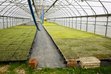 Naklejka premium Automated greenhouse hall with young green seedlings being grown. Agriculture industry, fresh produce, mass production and commercial trade concept and textured background. 