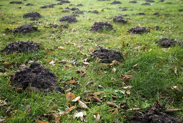 many molehills and old leaves in the grass in a meadow, garden concept with copy space