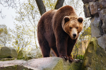 Obraz premium Big brown bear in a zoo on an artificial rock.