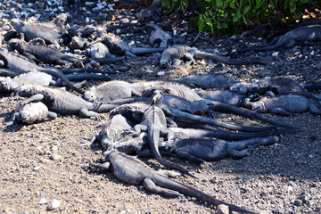 Riesen Echsen an der Küste des Pazifischen Oceans der Galapagos Inseln