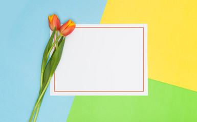 Two tulips on a colorful background and a white card with a red frame