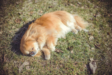 Pekingese breed, dog at walk. Life of pet go outside, sunny outside. Best friend ever 