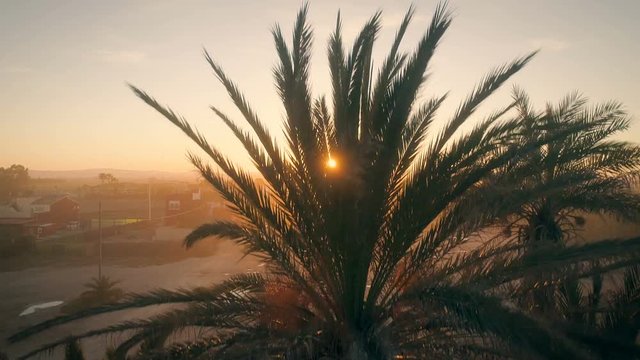 Palm Trees Silhouettes At Beautiful Evening Golden Hour Sunset. Aerial cinematic view. Camera moves from bottom to top