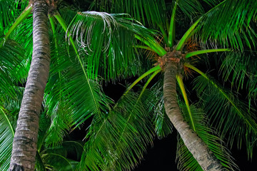 Coconut palms crown is illuminated by street lighting on a tropical night. Concept tropical night. Bottom view.