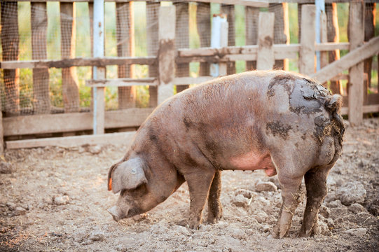 Giant meat pigs of the Duroc breed. Farm in the South of Russia.